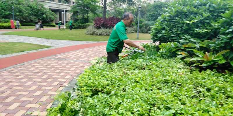 園林綠化養護 園林綠化養護