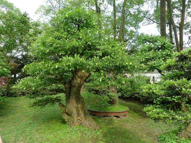 榆樹綠化保養(yǎng) 榆樹綠化保養(yǎng)