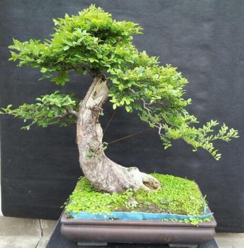 榆樹盆景綠化保養(yǎng) 榆樹盆景綠化保養(yǎng)