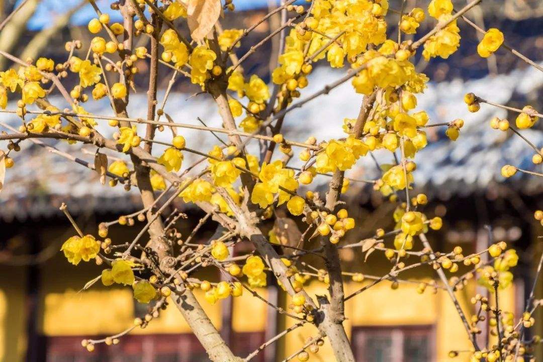 綠化保養臘梅保養 綠化保養臘梅保養