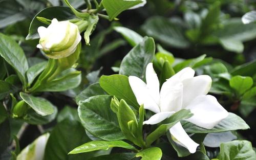 梔子花綠化養護