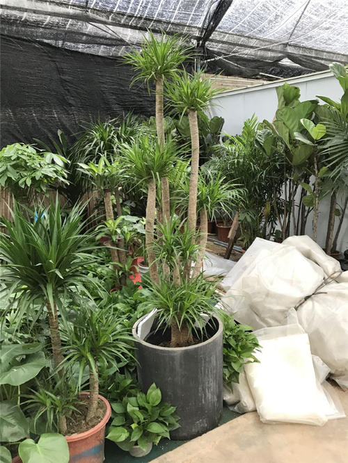 龍須樹的綠化養護 龍須樹的綠化養護