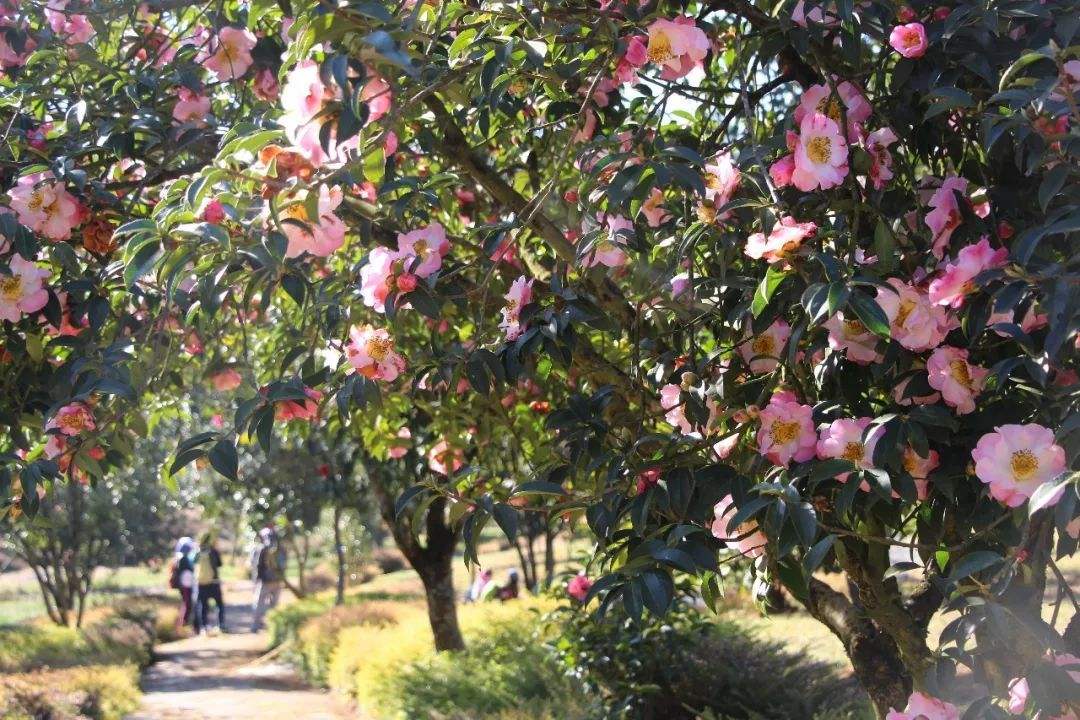 山茶花的綠化養護小技巧