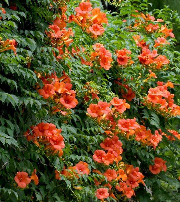凌霄花的綠化養(yǎng)護(hù)