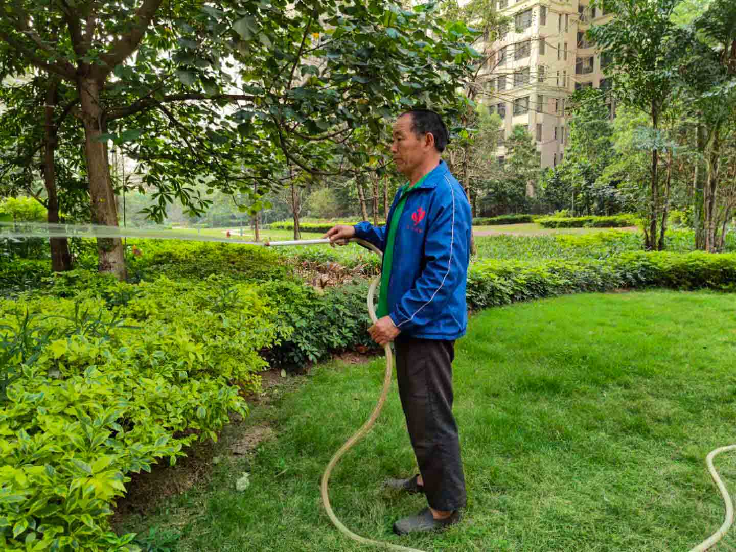 廣州園林綠化養(yǎng)護，廣州園林綠化養(yǎng)護公司，園林綠化養(yǎng)護