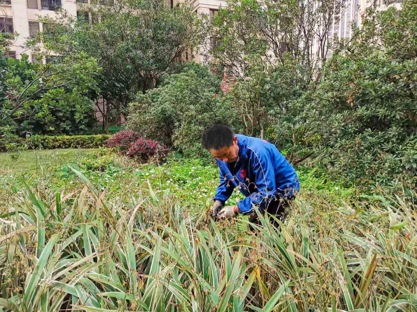園林綠化養護