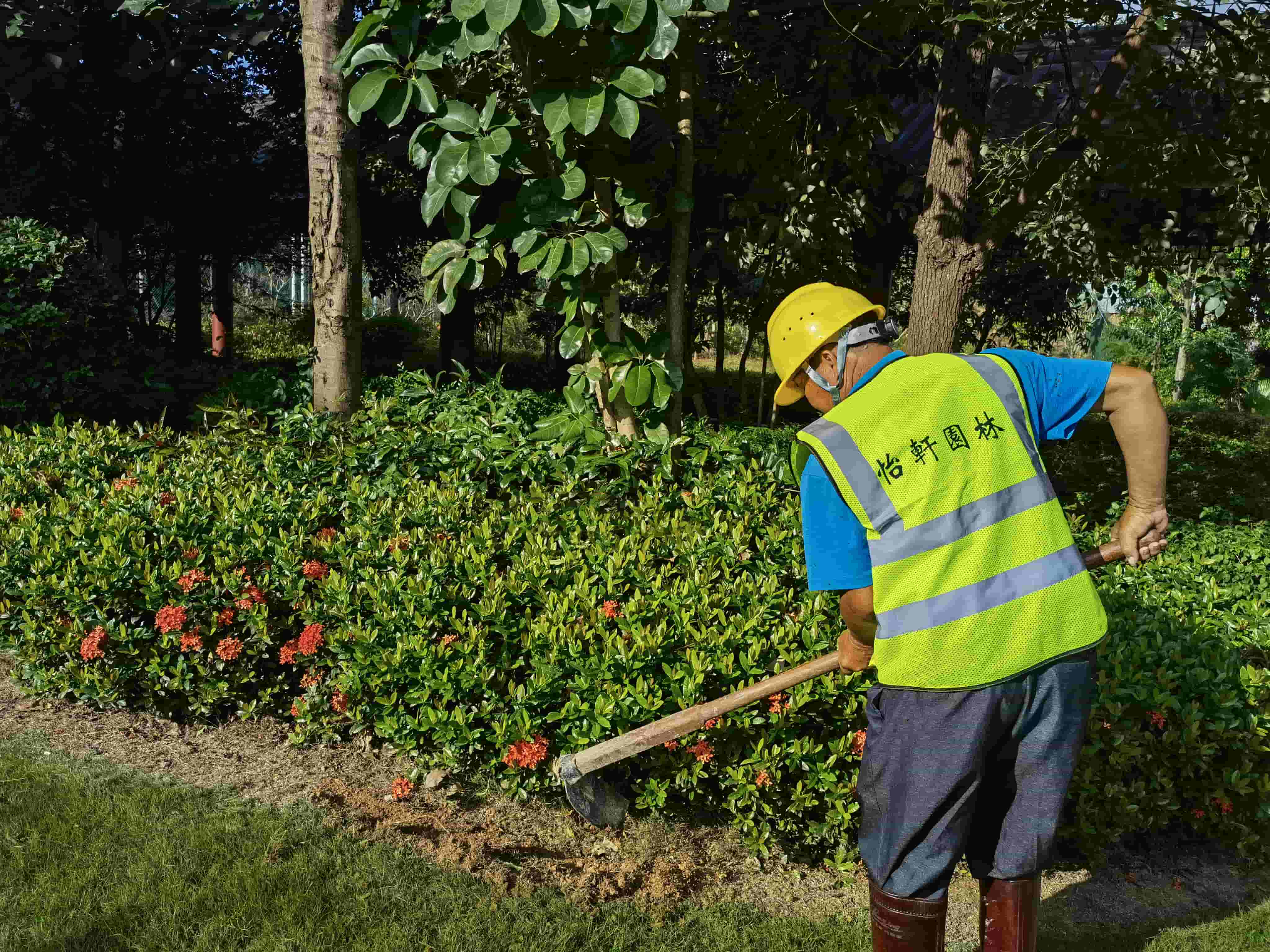 東莞綠化公司，非洲堇