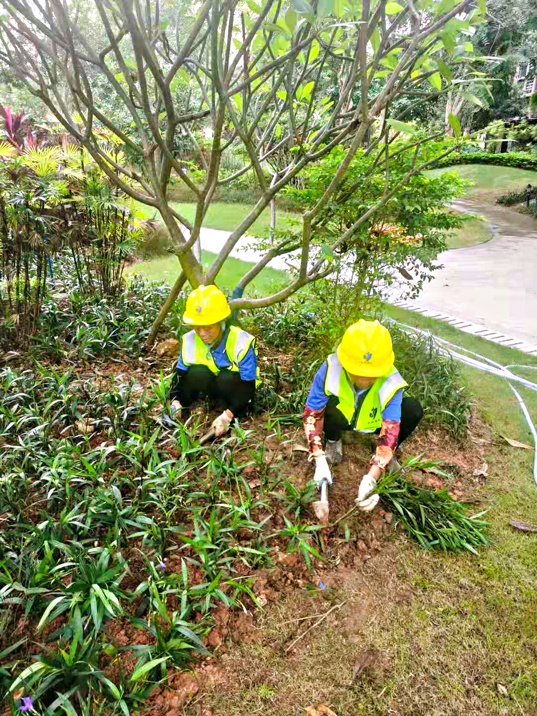 園林綠化公司 園林綠化公司