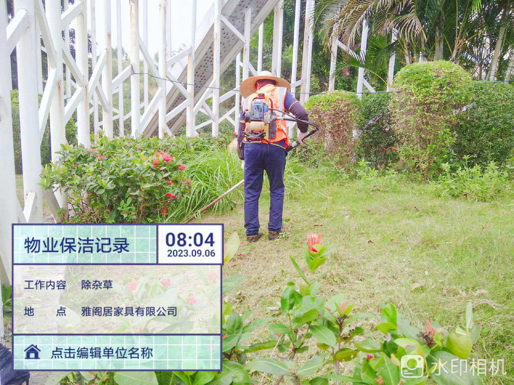 綠化養(yǎng)護,素心蘭